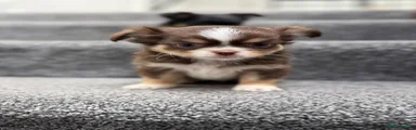 Chihuahua 1