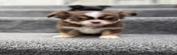 Chihuahua dogs for sale: Tiny Long Haired Chihuahua puppies  - Advert 4