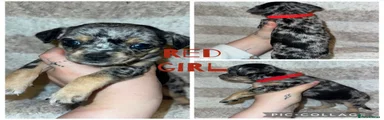 Red girl