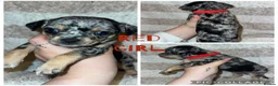 Jack Chi dogs for sale: Beautiful jack-chi babies - Advert 2