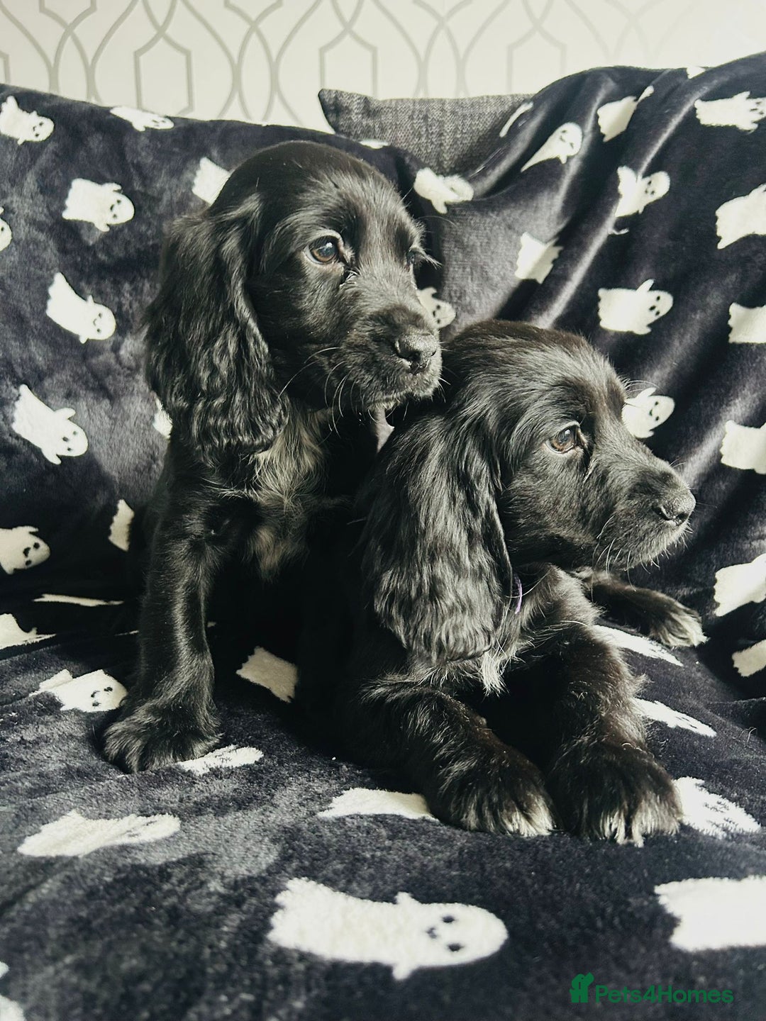 Sprocker dogs for sale: Sprocker Puppies Ready Now.  - Advert 4