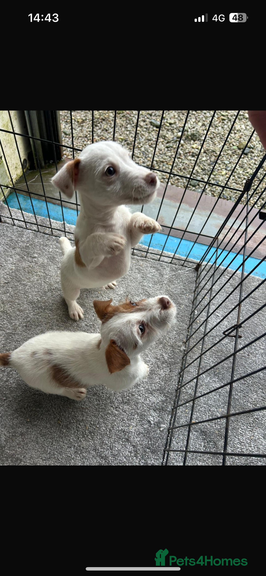 Jack Russell dogs for sale: Jack Russell puppies  - Advert 2