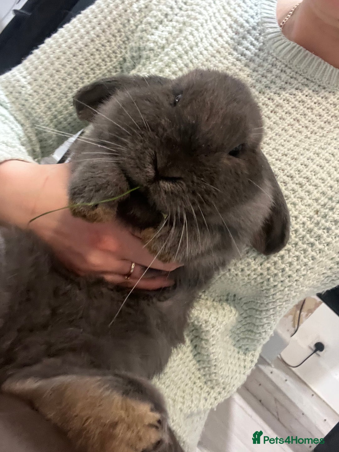 French Lop rabbits for sale: bunny - Advert 6