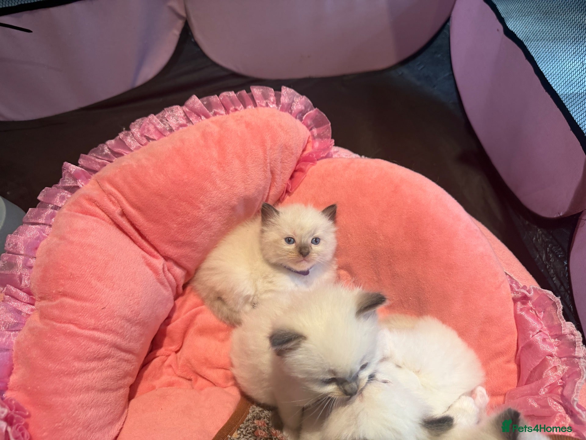 Ragdoll cats Pure breed healthy Ragdolls  - Advert 2