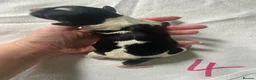 English Springer Spaniel dogs for sale: Springer spaniel puppies  - Advert 20