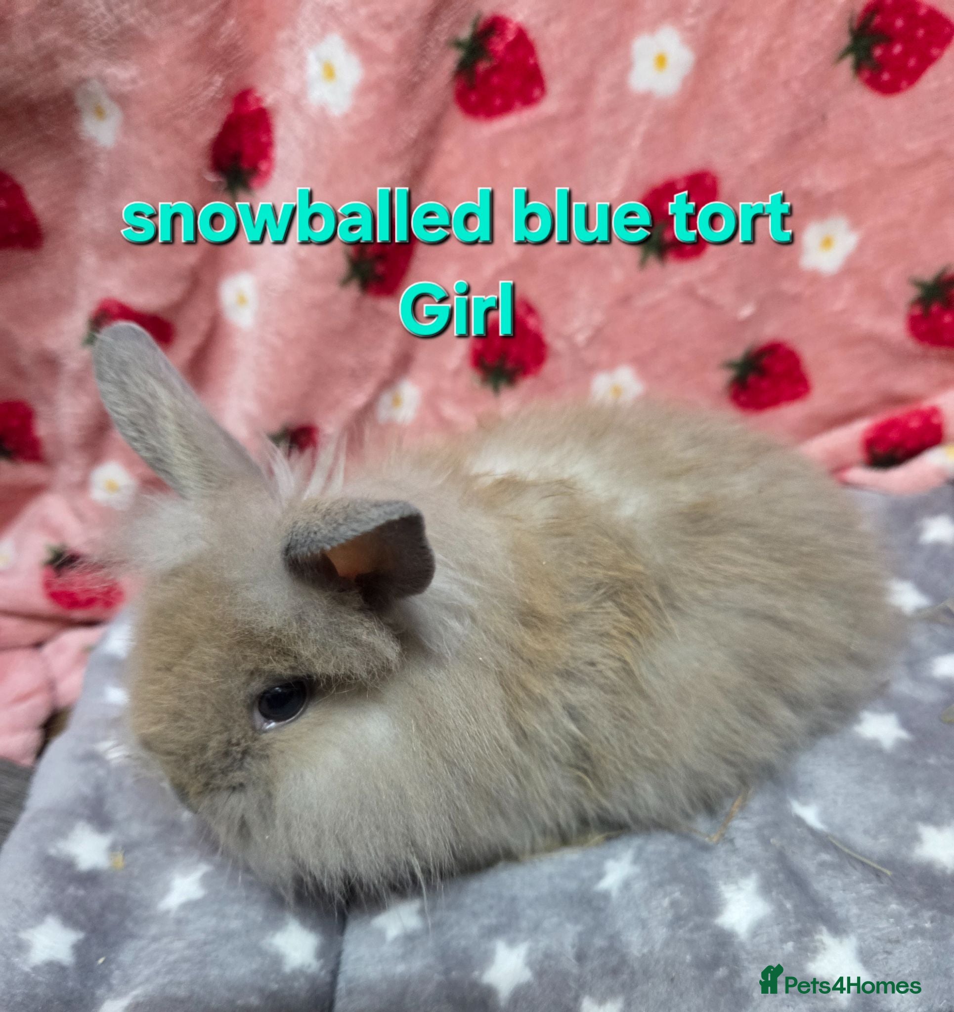 Lionhead rabbits Baby lion head bunnies ☆ready 17th july - Advert 2