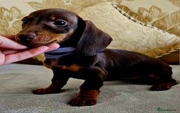 Dachshund dogs for sale: Dachshund puppies ready to leave  - Image 9