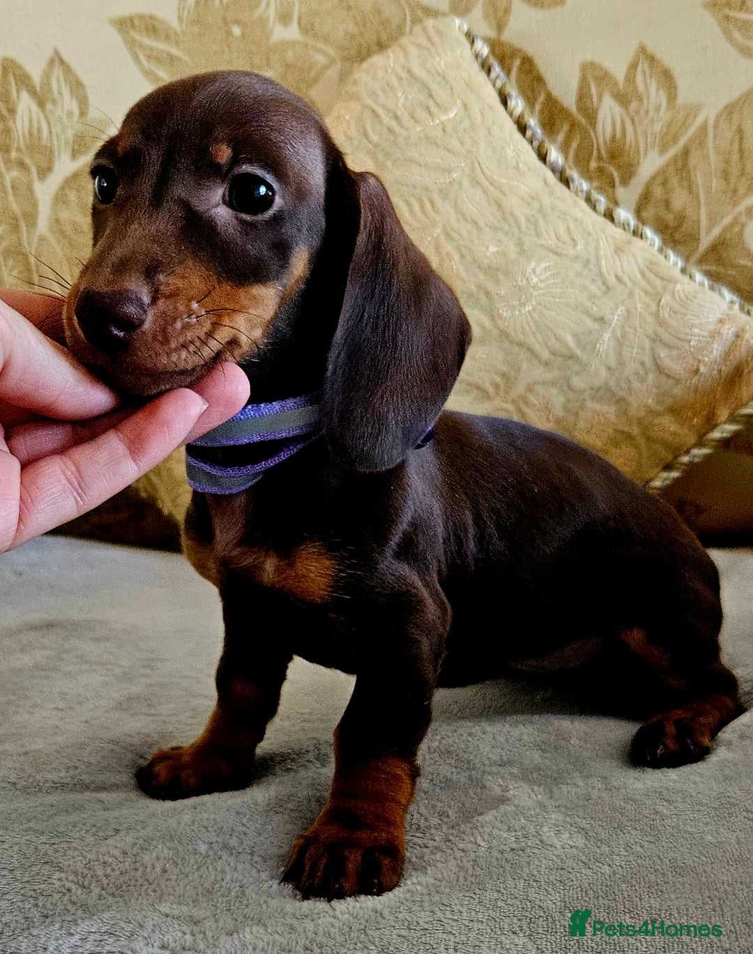 Dachshund dogs for sale: Dachshund puppies ready to leave  - Image 9