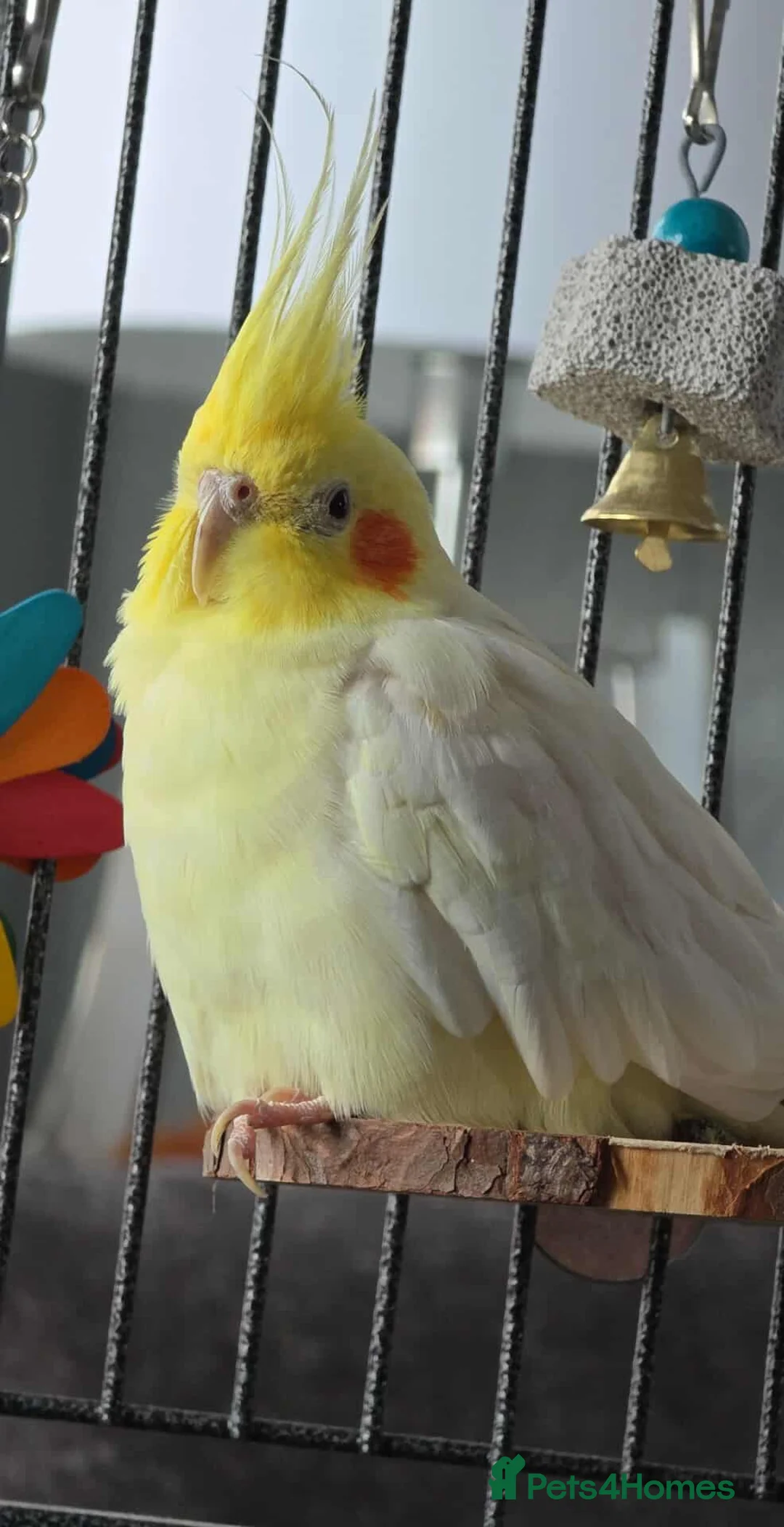 Cockatiels birds for sale: Cockatiel for sale - Advert 2