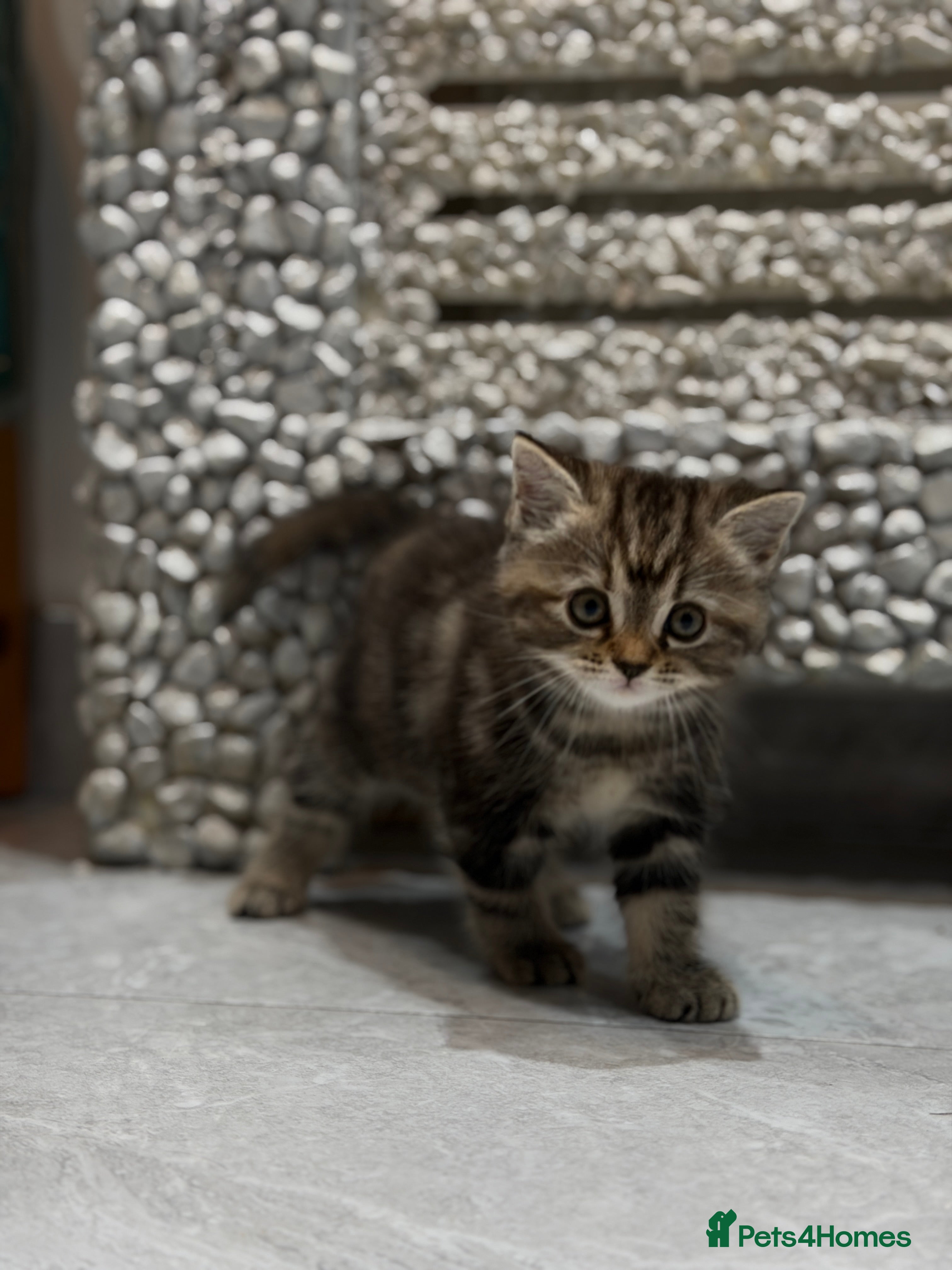 British Shorthair cats blend of Persian and British Shorthair - Advert 3