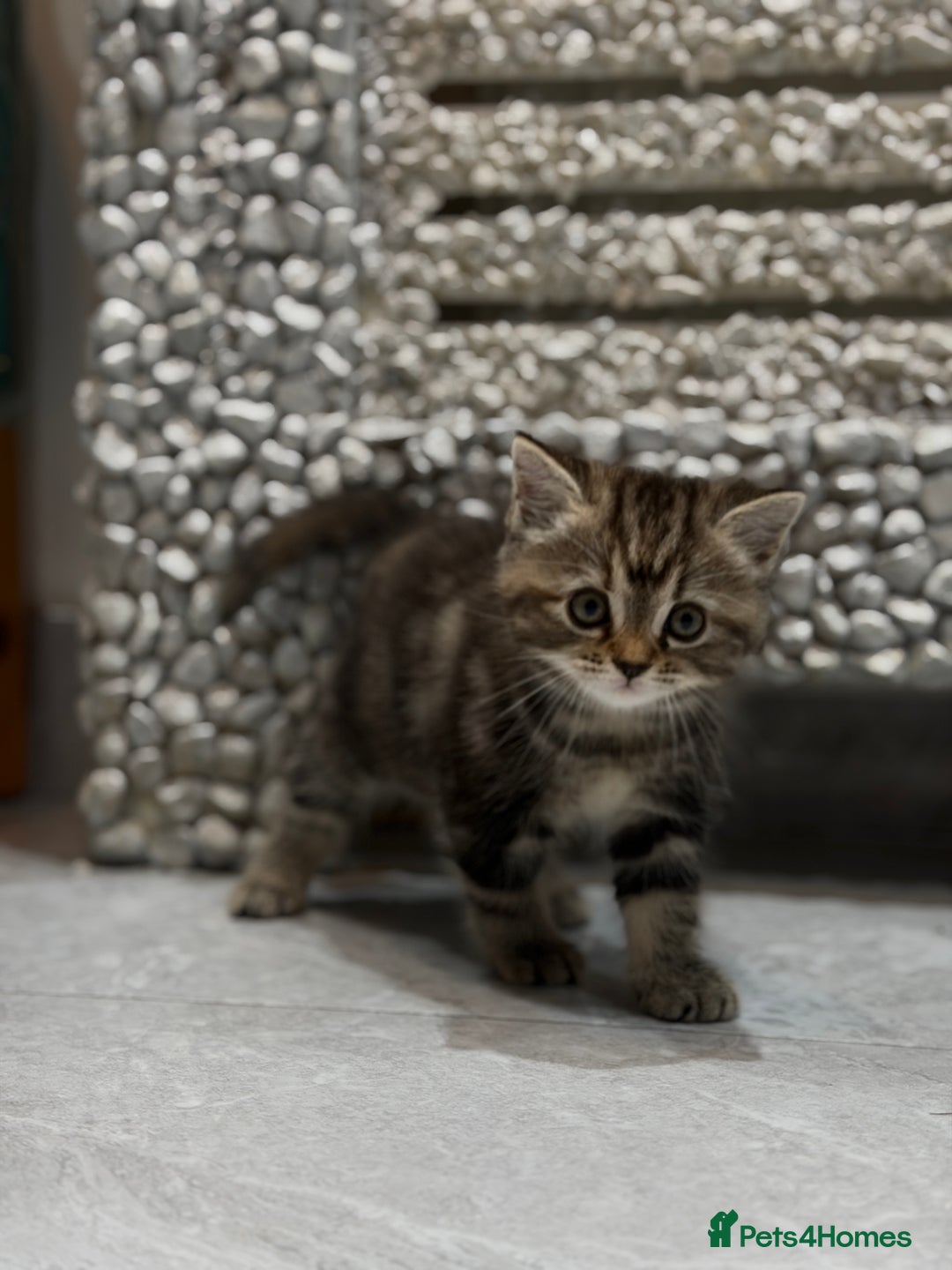 British Shorthair cats for sale: blend of Persian and British Shorthair - Advert 1