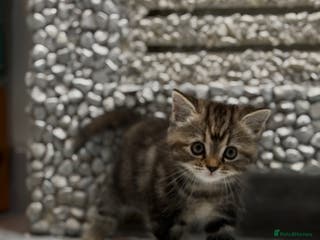 British Shorthair cats blend of Persian and British Shorthair - Advert 5
