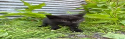Domestic Shorthair cats for sale: 4 kittens ready to go now  - Advert 14