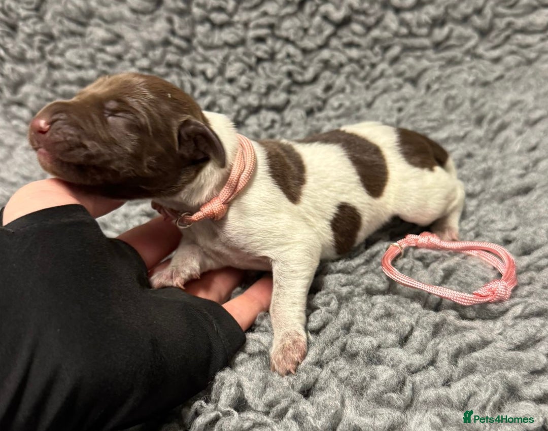 German Shorthaired Pointer dogs for sale: German Short Haired Pups - Serbian Blood Lines - Image 19