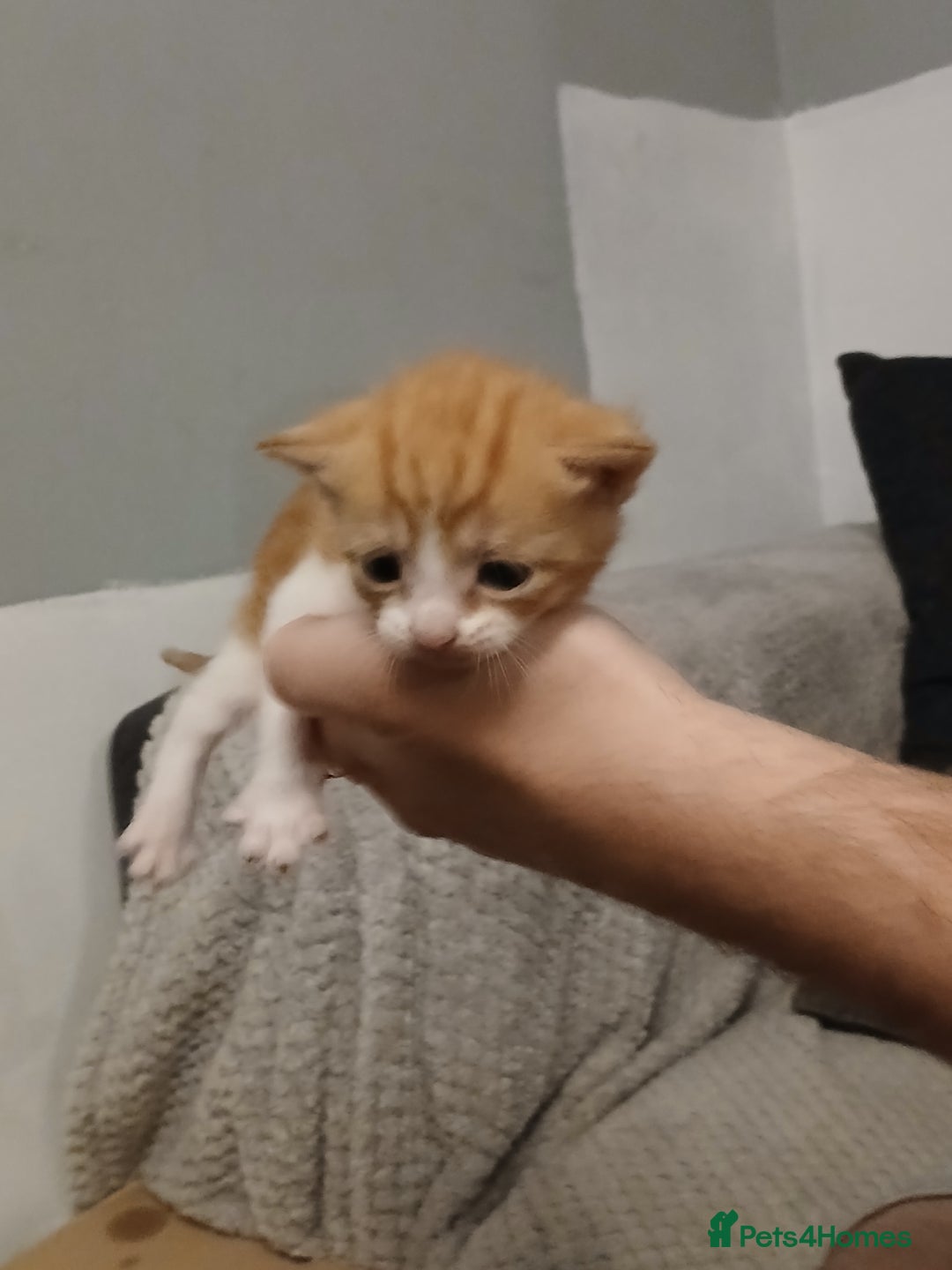 Mixed Breed cats for sale: Gorgeous Kittens - Image 10