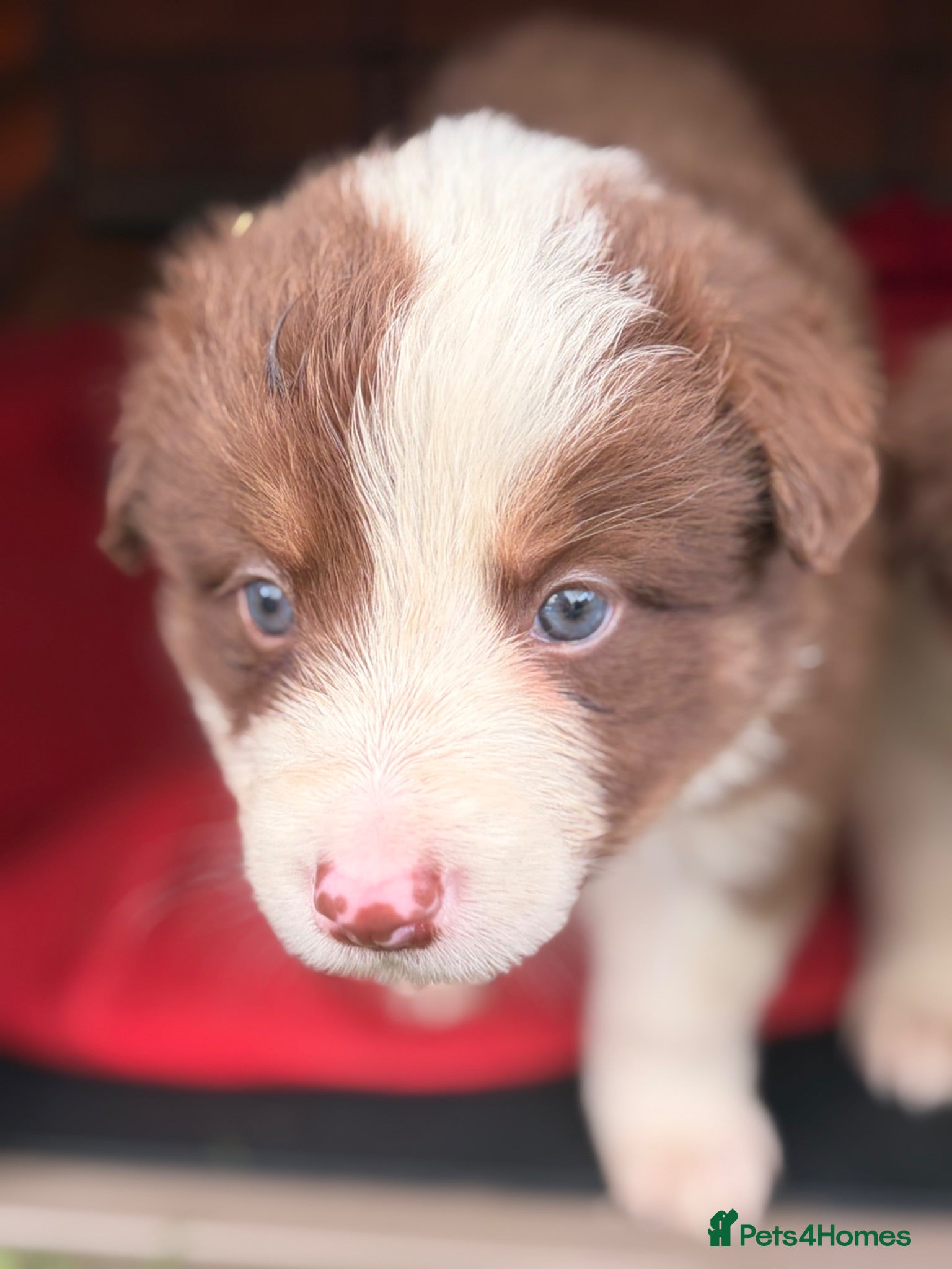 Border Collie dogs BEAUTIFUL BC PUPS, HEALTH TESTED CLEAR PARENTS  - Advert 2
