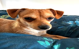 Mixed Breed dogs for sale: Looking for a forever home  - Image 6
