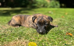 Belgian Shepherd Dog dogs for sale: Dutch herder puppies  - Image 4