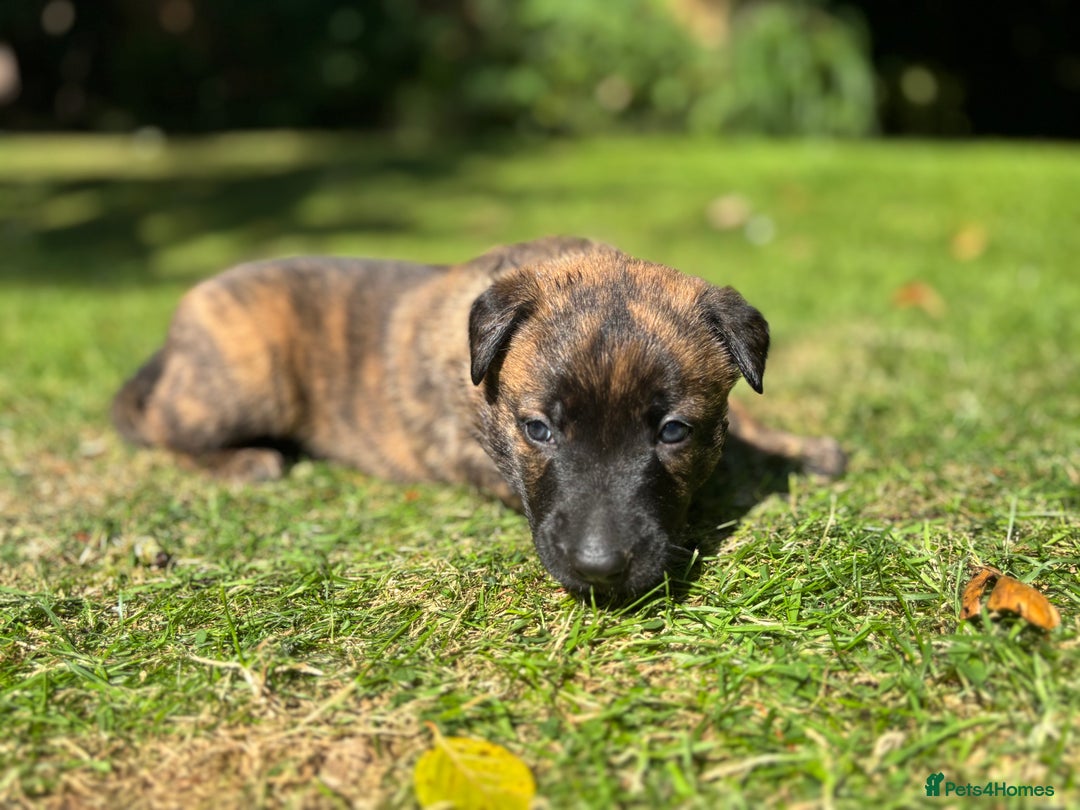 Belgian Shepherd Dog dogs for sale: Dutch herder puppies  - Image 4