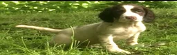 English Springer Spaniel dogs for sale: English Springer Spaniel pups for sale! - Advert 14