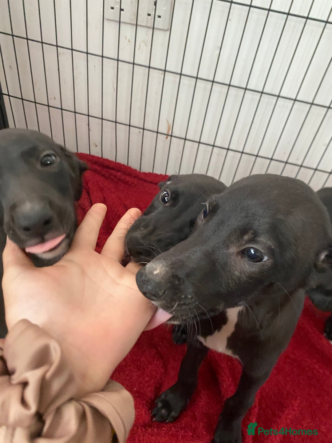 Mixed Breed dogs for sale: Lurcher puppies  - Image 4