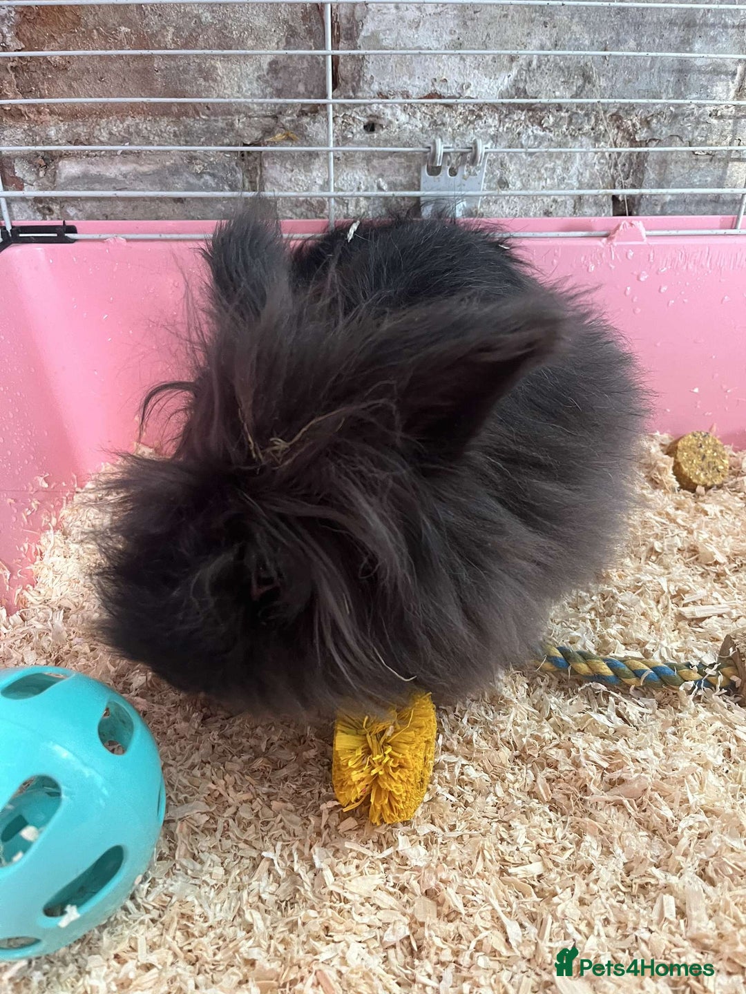 Mixed Breed rabbits for sale: Black extra fluffy bunny - Image 5