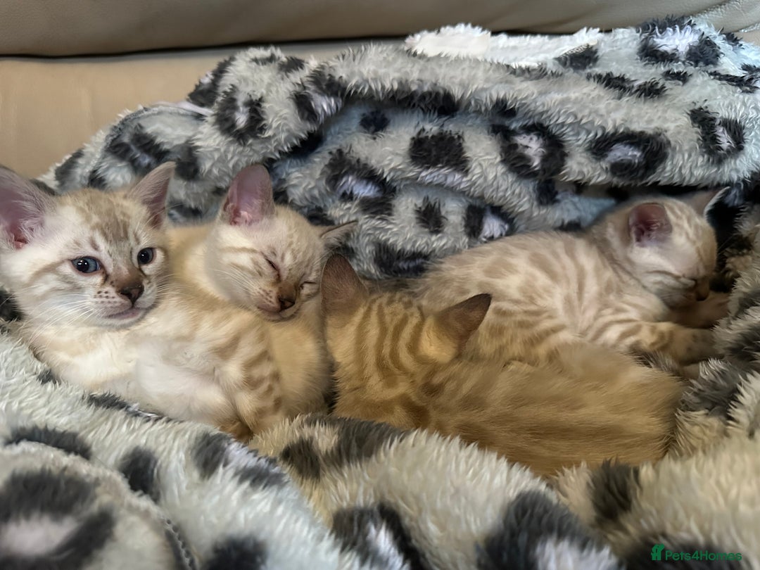 Bengal cats for sale: Snow lynx bengal kittens - Image 2