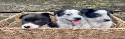 Border Collie dogs for sale: Border Collie Puppies - Advert 3