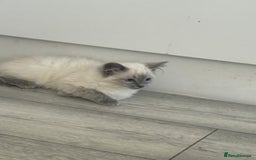 Ragdoll cats for sale: GCCF Ragdoll kittens beautiful litter  - Image 4