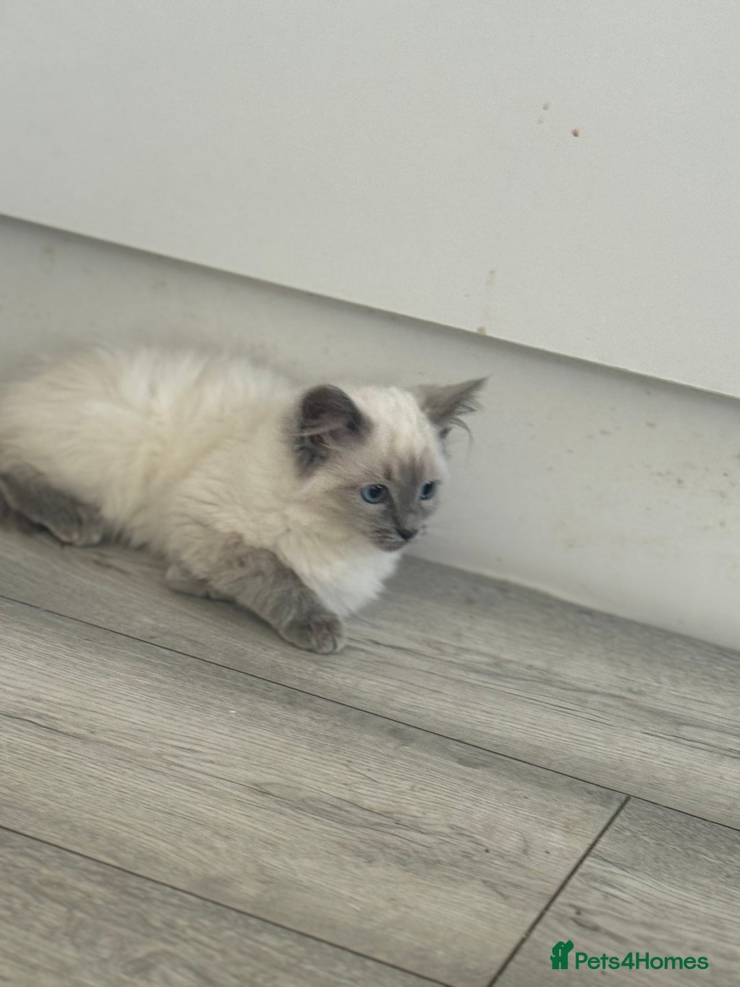 Ragdoll cats for sale: GCCF Ragdoll kittens beautiful litter  - Image 4