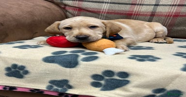 Labrador Retriever dogs - Advert 5