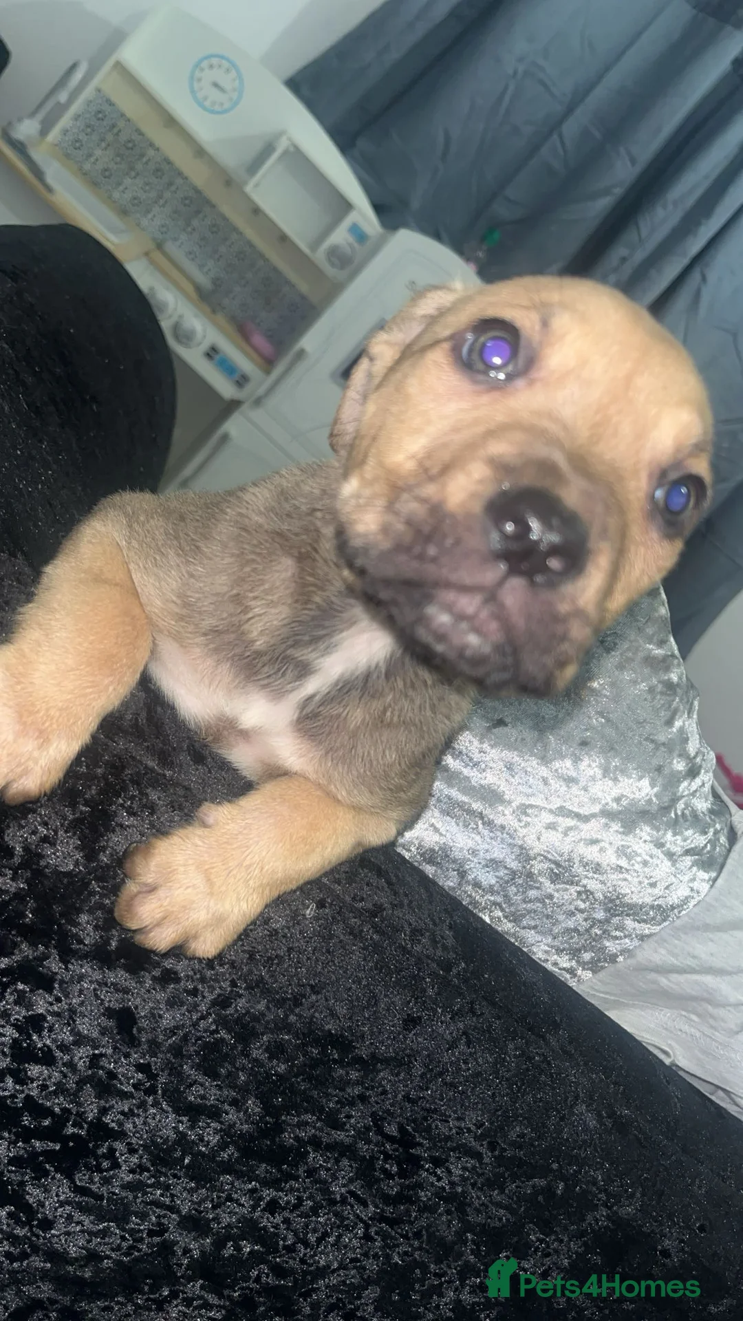 Mixed Breed dogs for sale:  Chunky Staffy x Cane Corso Puppies  - Advert 4