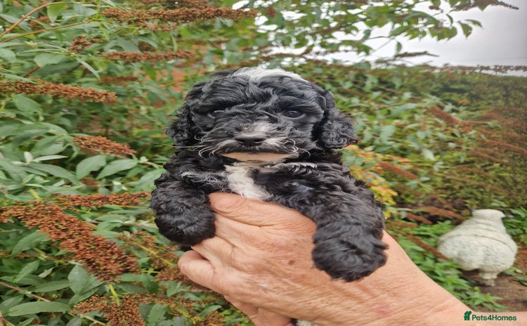 Cockapoo dogs - Advert 2