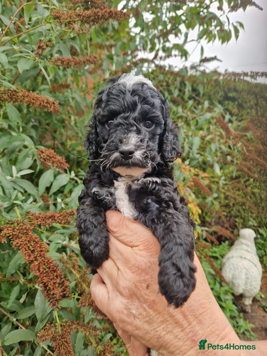 Cockapoo dogs for sale: VANASUZE SHOW TYPE F1b COCKAPOOS - Image 2