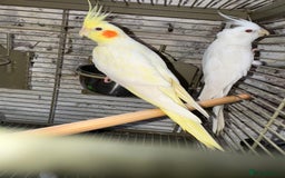 Cockatiels birds for sale: Breeding pair  - Image 9
