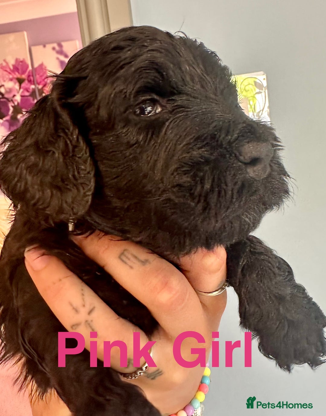 Cockapoo dogs for sale: Beautiful Teddy Bear F1 Cockapoo Merle puppies - Image 13