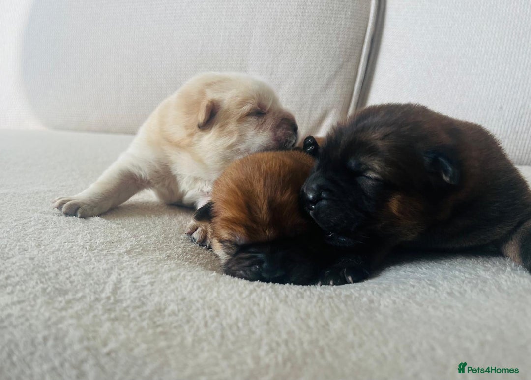 Chow Chow dogs for sale: Gorgeous Chow Chow Puppies Raised in a loving Home - Image 6