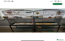 Budgerigars birds for sale: Two male budgies with cage for sale  - Image 1