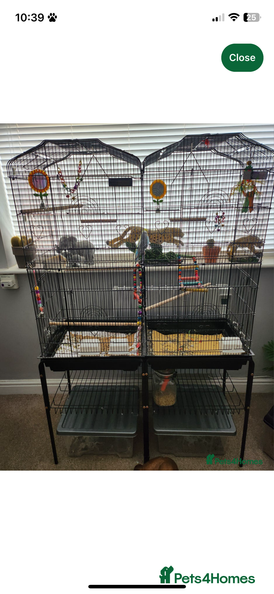 Budgerigars birds for sale: Two male budgies with cage for sale  - Image 1