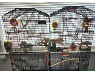 Budgerigars birds for sale - Advert 1