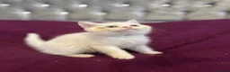 British Shorthair cats for sale: Gccf British Shorthair kittens  - Advert 8