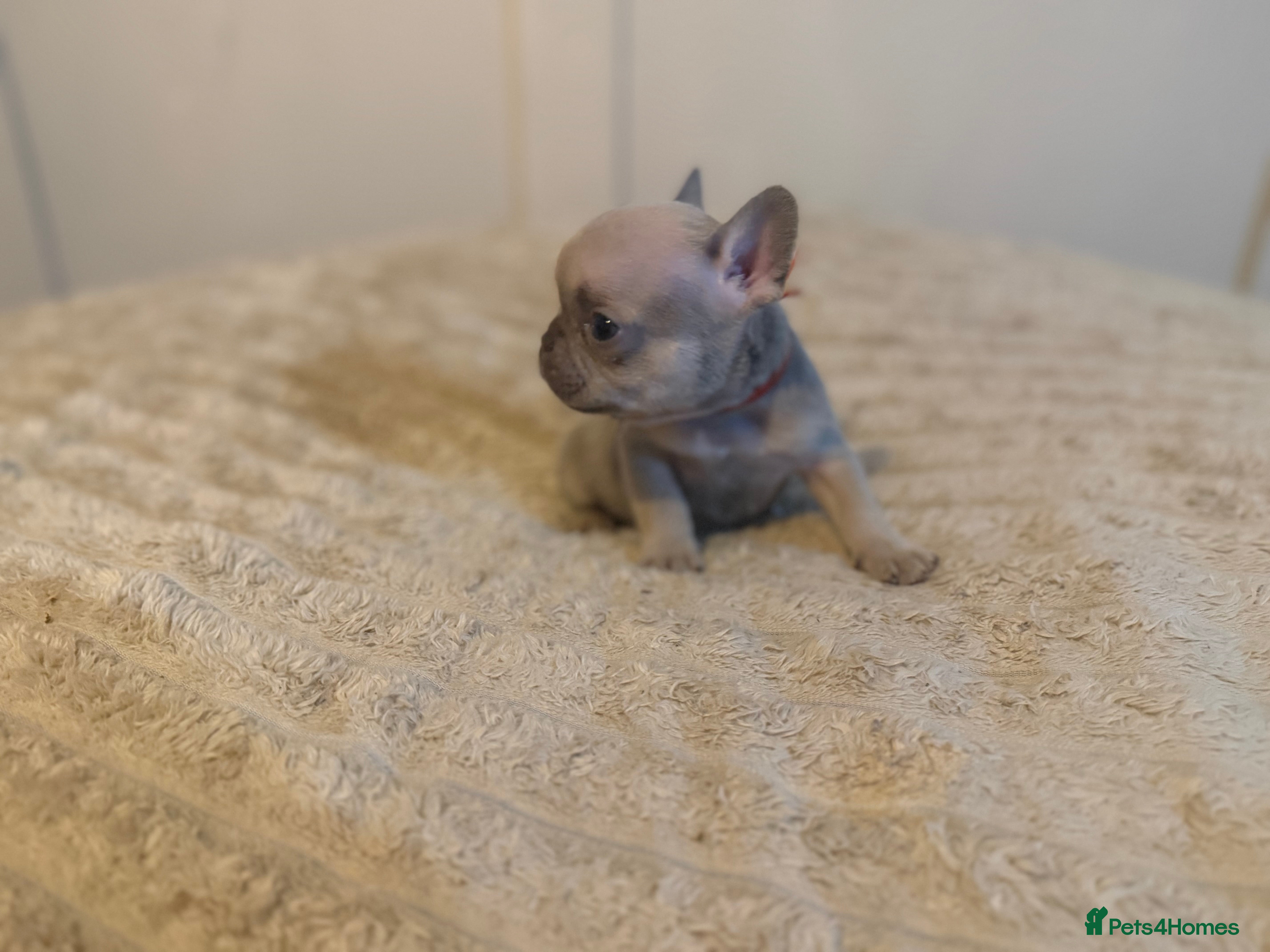 French Bulldog dogs French bulldog puppies - Advert 9