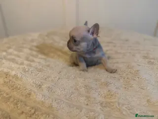 French Bulldog dogs French bulldog puppies - Advert 9