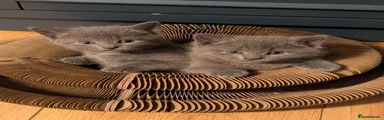 Russian Blue 4