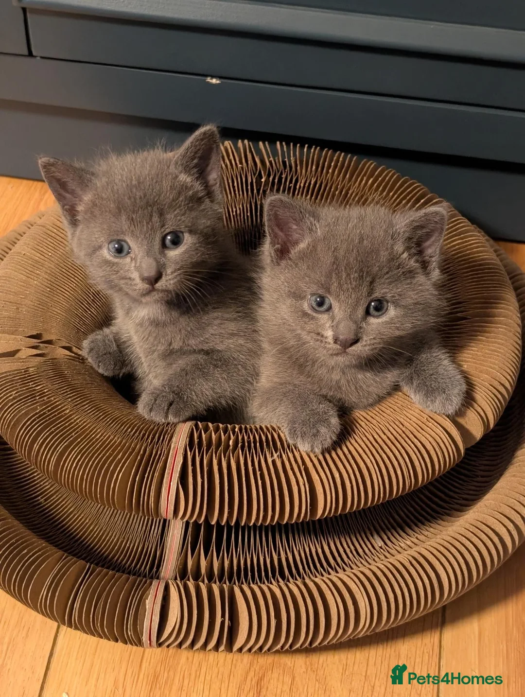 Russian Blue cats for sale: Russian blue kittens for sale.  - Advert 12