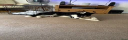 Siberian Husky dogs for sale: Blue  in Corby - Advert 10