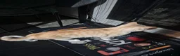 Mixed Breed cats for sale: Half persian half tortie cat - Advert 3
