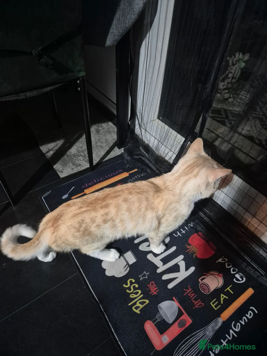Mixed Breed cats for sale: Half persian half tortie cat - Advert 3