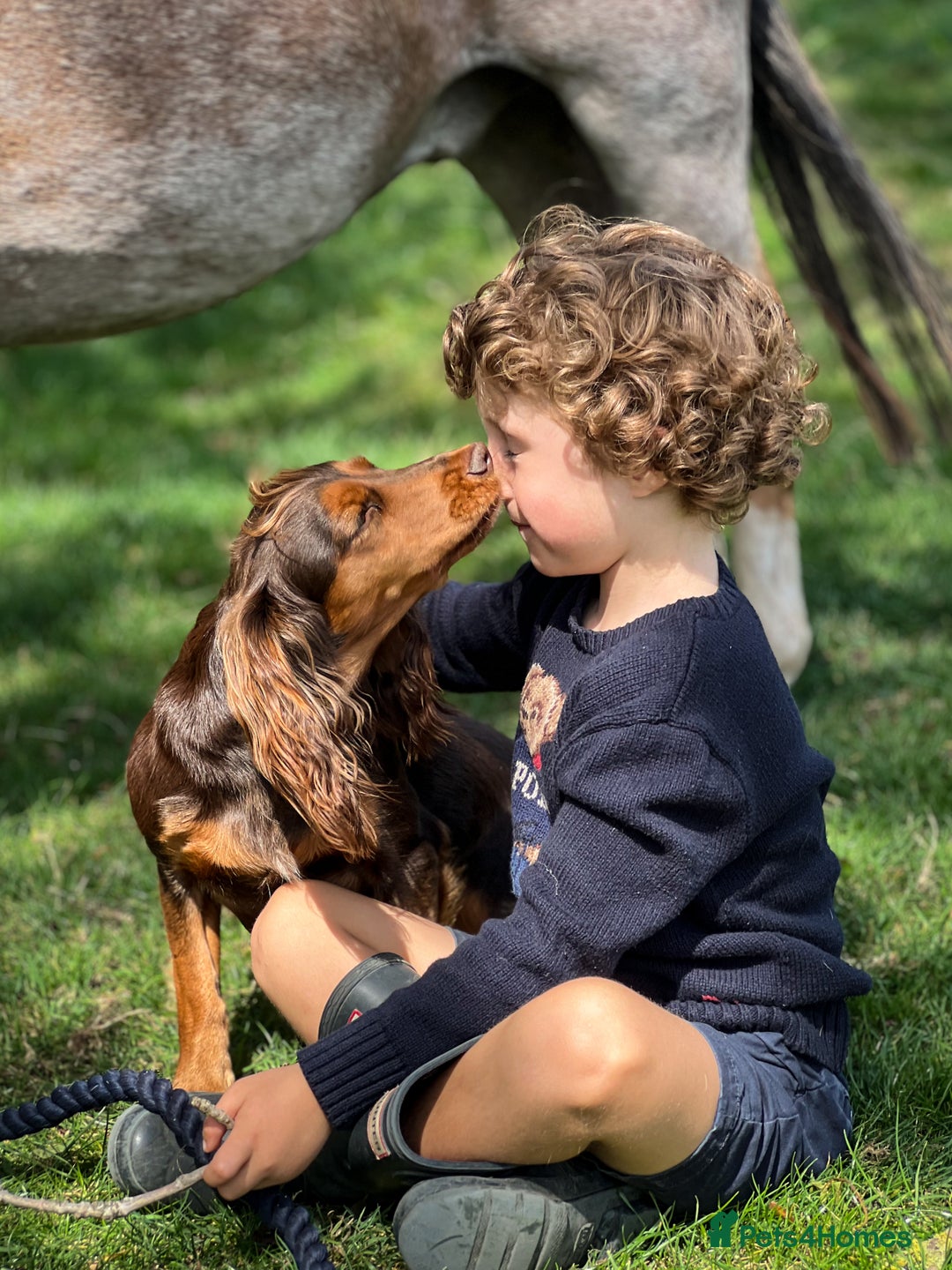 Cocker Spaniel dogs for sale: Tricolour choc and tan cocker spaniels  - Advert 3