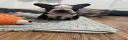 French Bulldog dogs for sale: 🐼 PANDA KOI FRENCH BULLDOG PUPS 🐼  - Advert 1